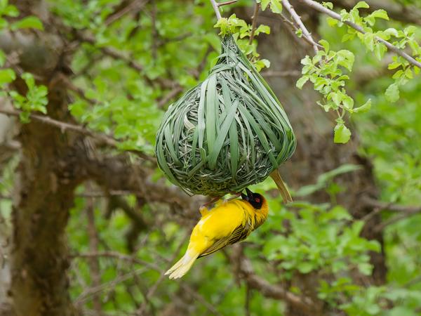 <h3><a href="/trips/tanzania/biota/animalia/chordata/aves/040 passeriformes/114 ploceidae/ploceus vitellinus/ploceus vitellinus-nl.html">Ploceus&nbsp;vitellinus</a> / Vitelline&nbsp;masked&nbsp;weaver / Dottergele&nbsp;wever</h3>OM-1 Mark II met OLYMPUS M.150-400mm F4.5, 1/1000 sec  bij F7.1, ISO 2000, afstand 21.3&nbsp;m